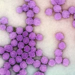 hpv