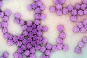 hpv